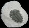 Pseudosaukiandia? Trilobite - Early Cambrian #39841-2
